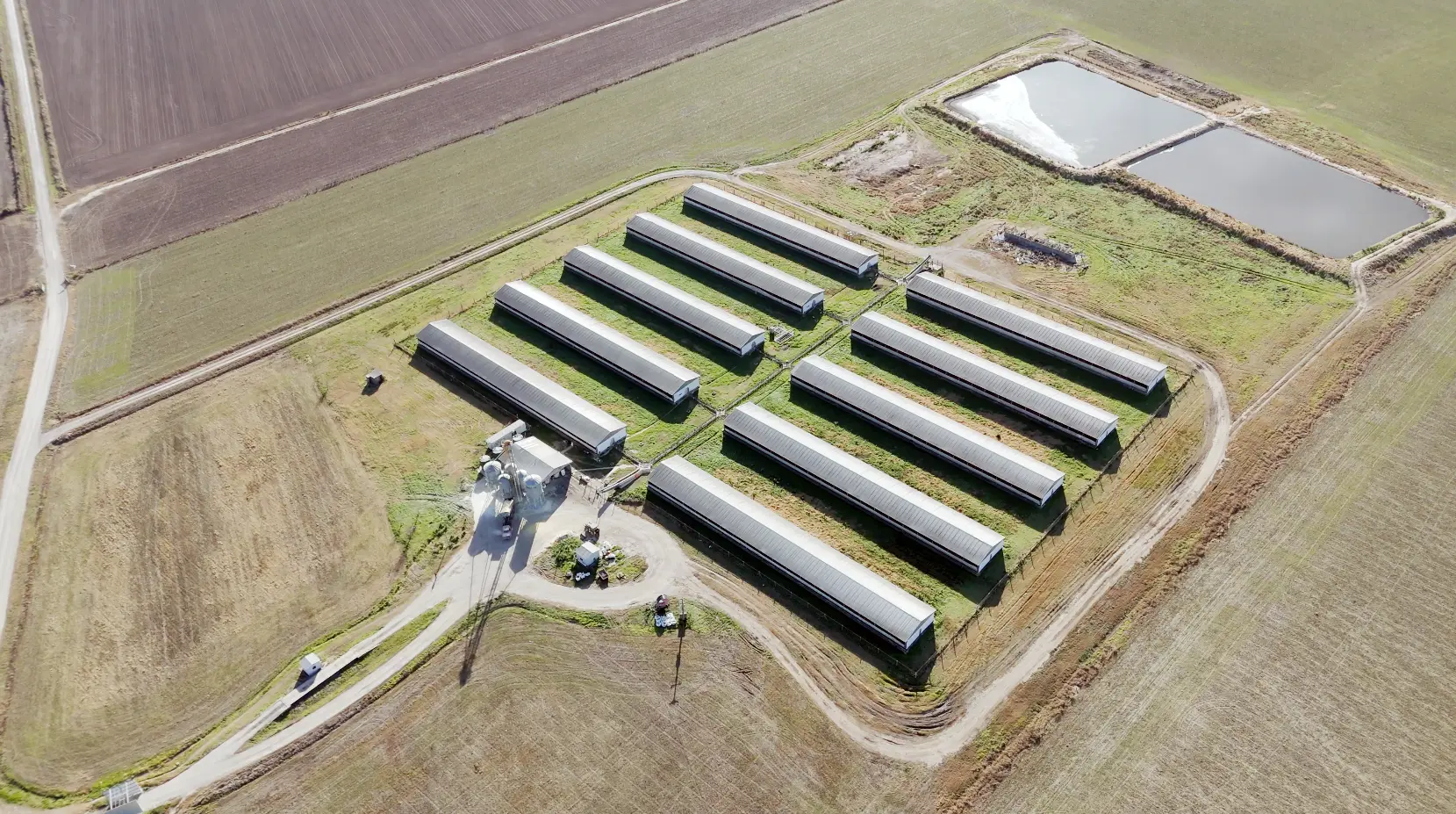 Cerdos en granja moderna